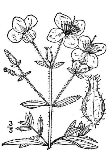 Rhexia mariana 